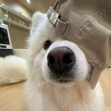 张公子-