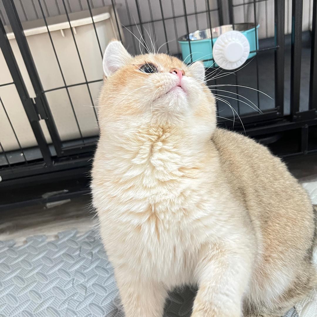 崽崽的小助理🐈