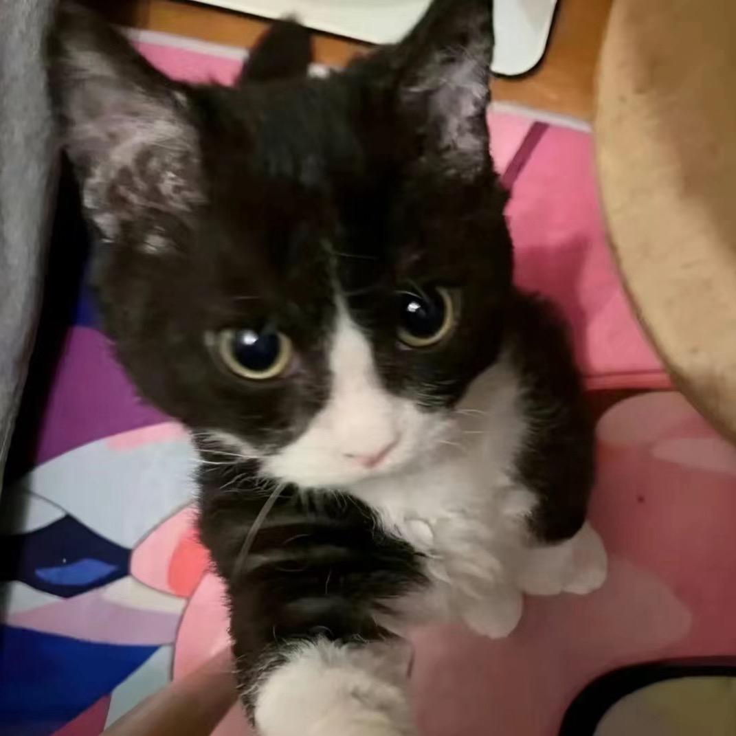 双层吉士汉堡（不要酸黄瓜洋葱粒芥末酱）