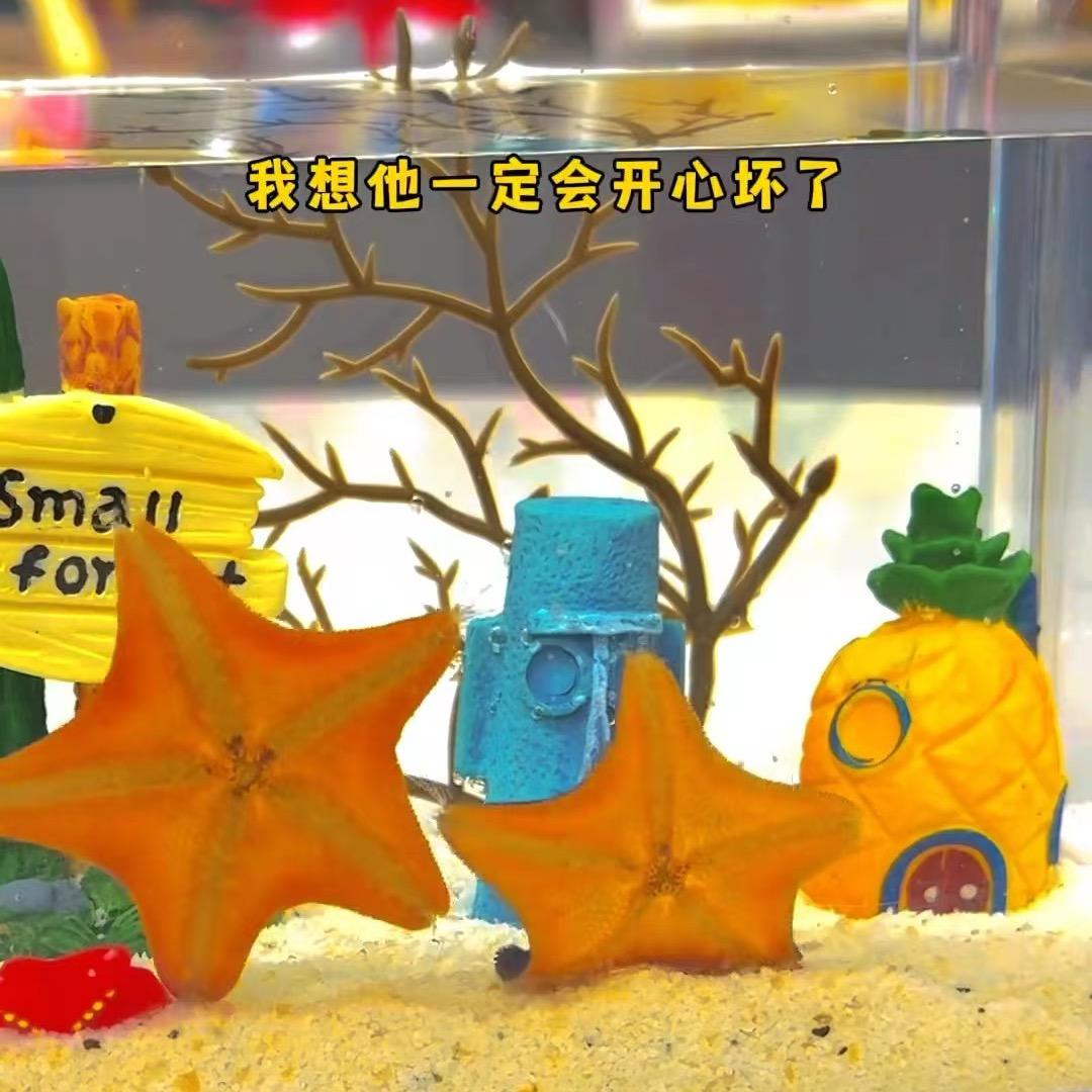 派大星的幸福生活