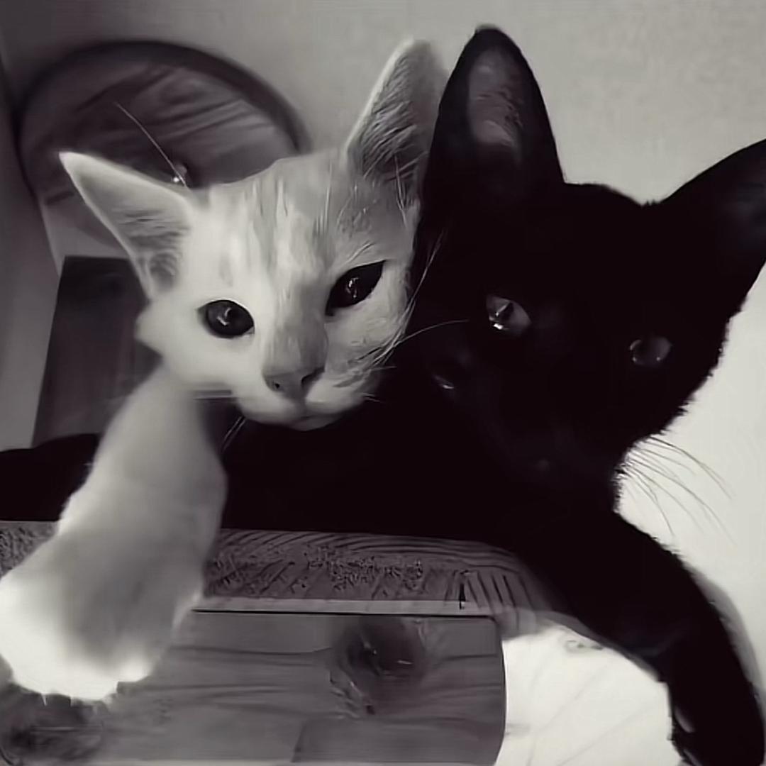 猫头鹰de配音