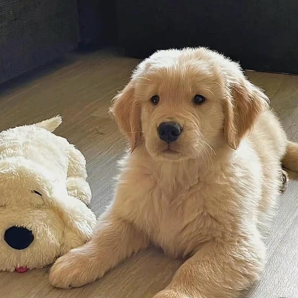 犬舍毛毛金