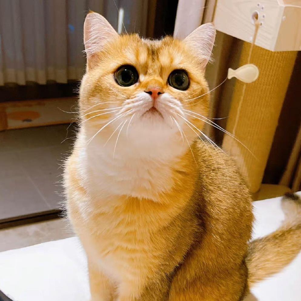 寒林