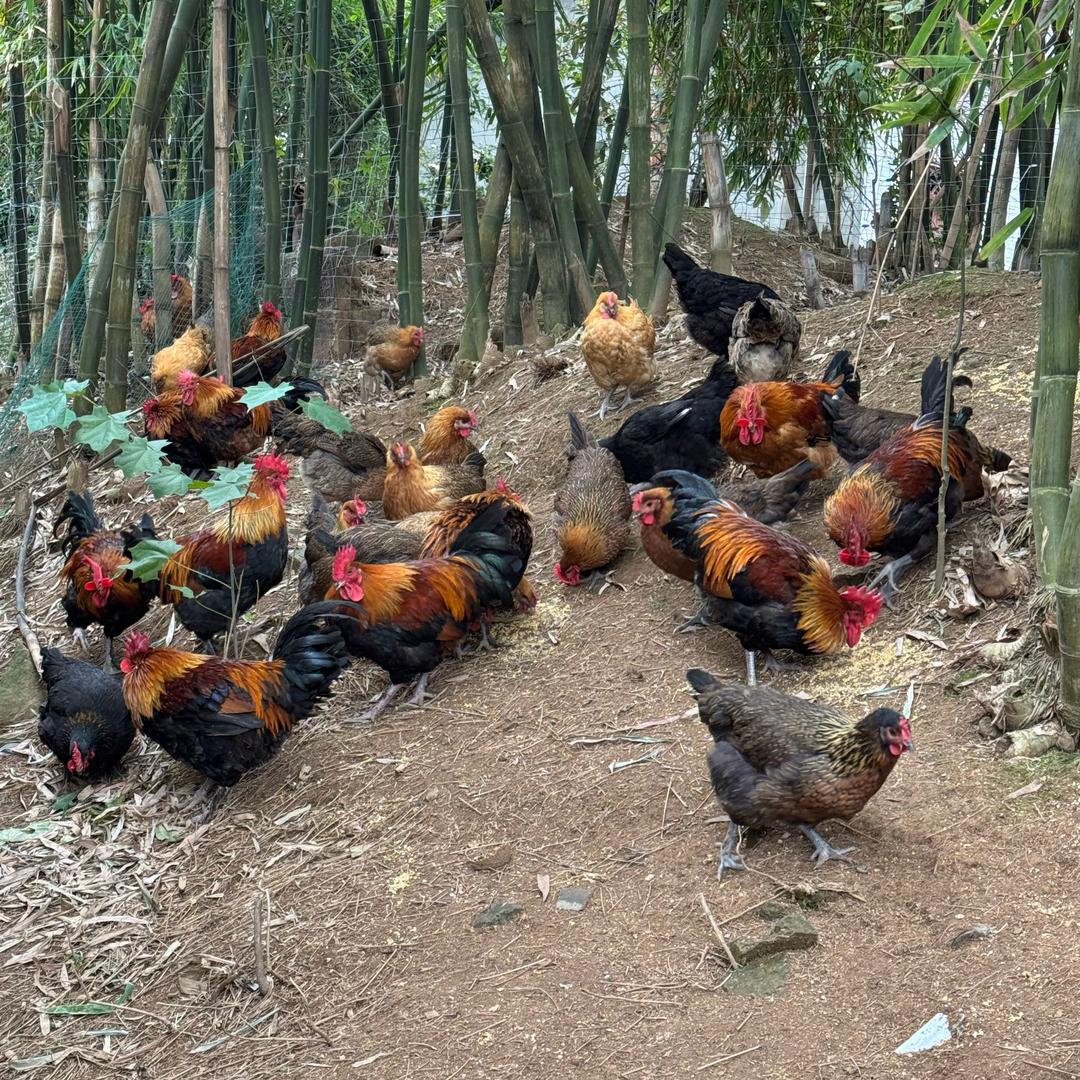 武汉市江夏区宇桐服饰店大山大直播号