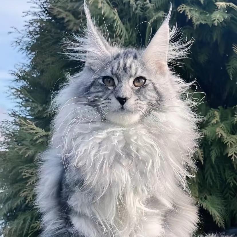 猫巴士（缅因猫舍）