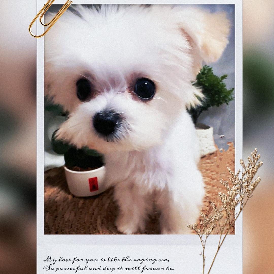 嗨～🍗元宝🐶 （橱窗已开🤗)
