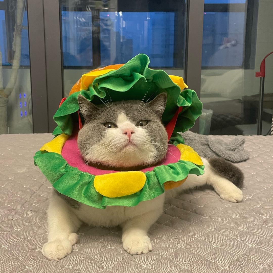 骂小猪的开心生活