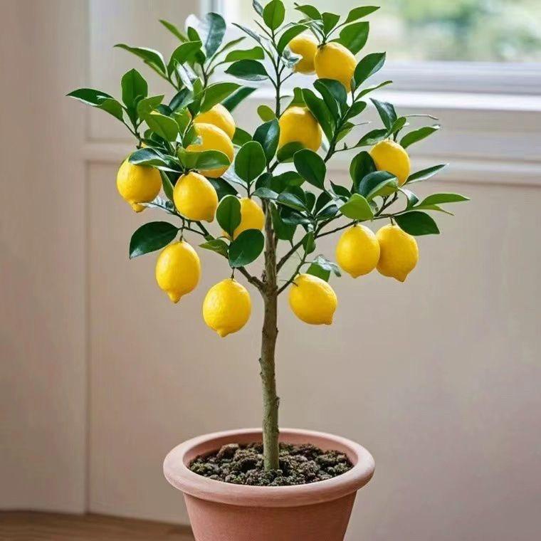 平邑顺强花卉园艺