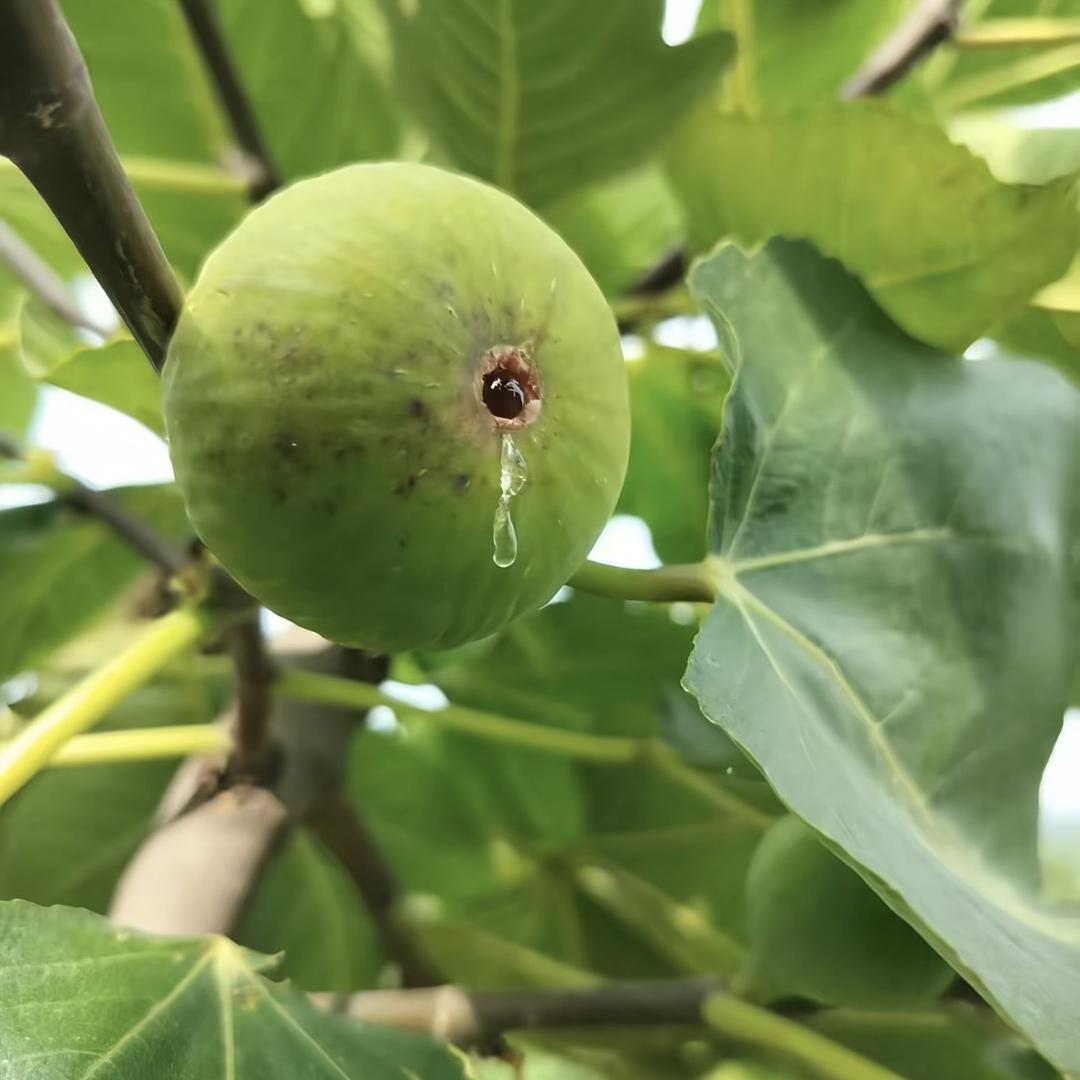 威海铭咏青皮无花果精选铺