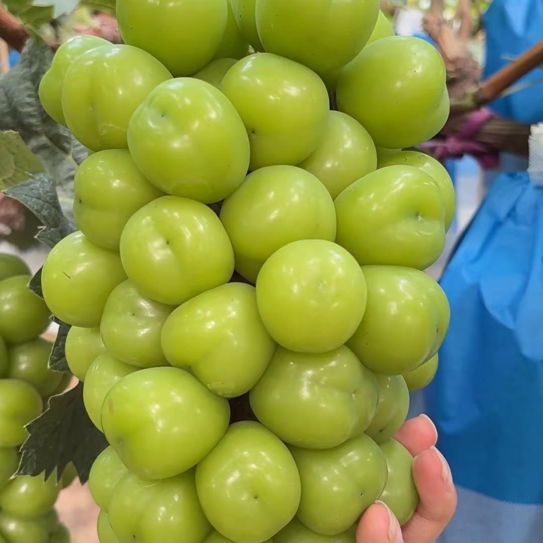 霄游果业（婷）