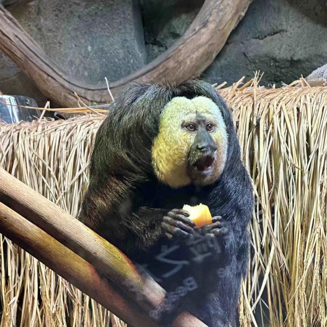 我没露啊（不吃晚饭版）