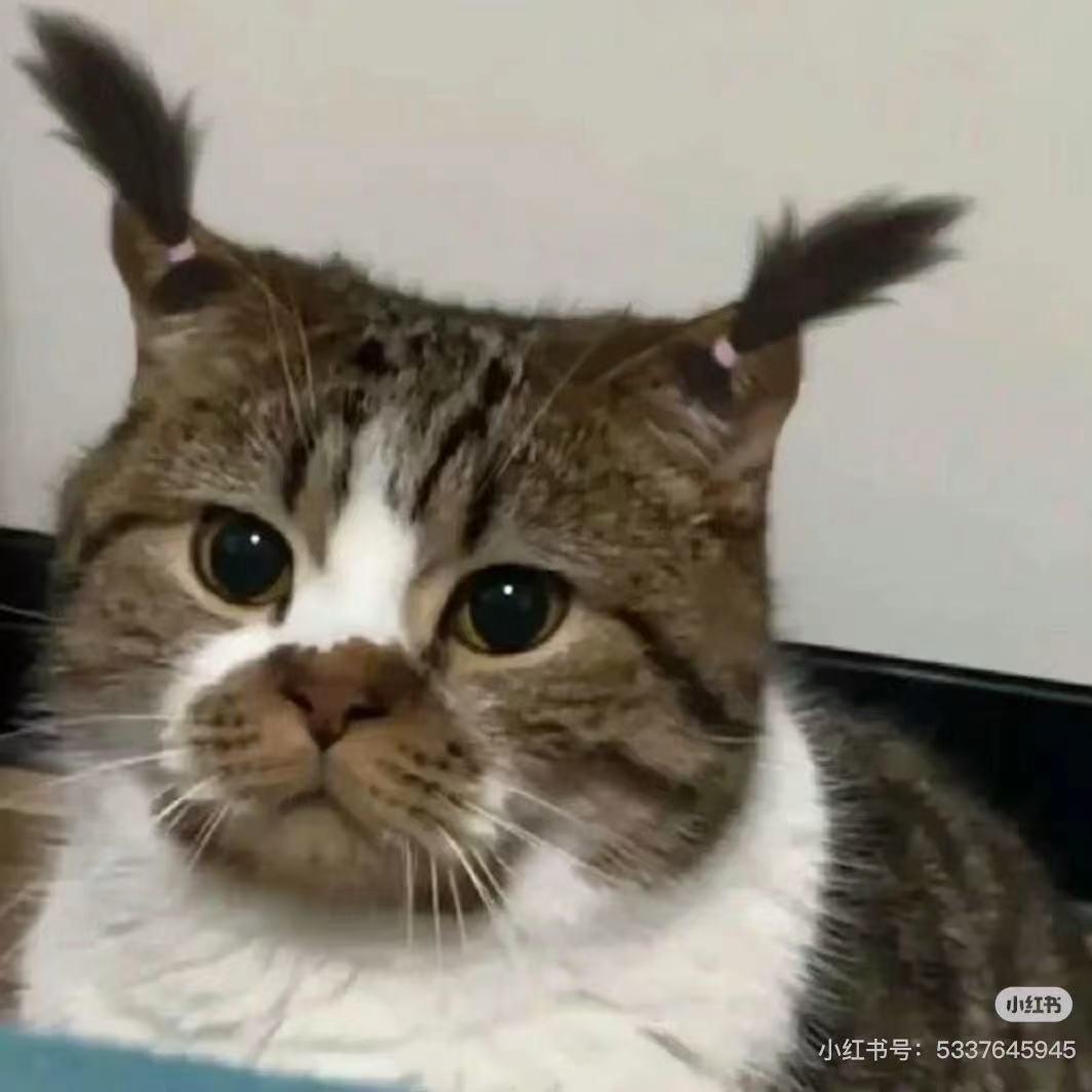 我也不吃了