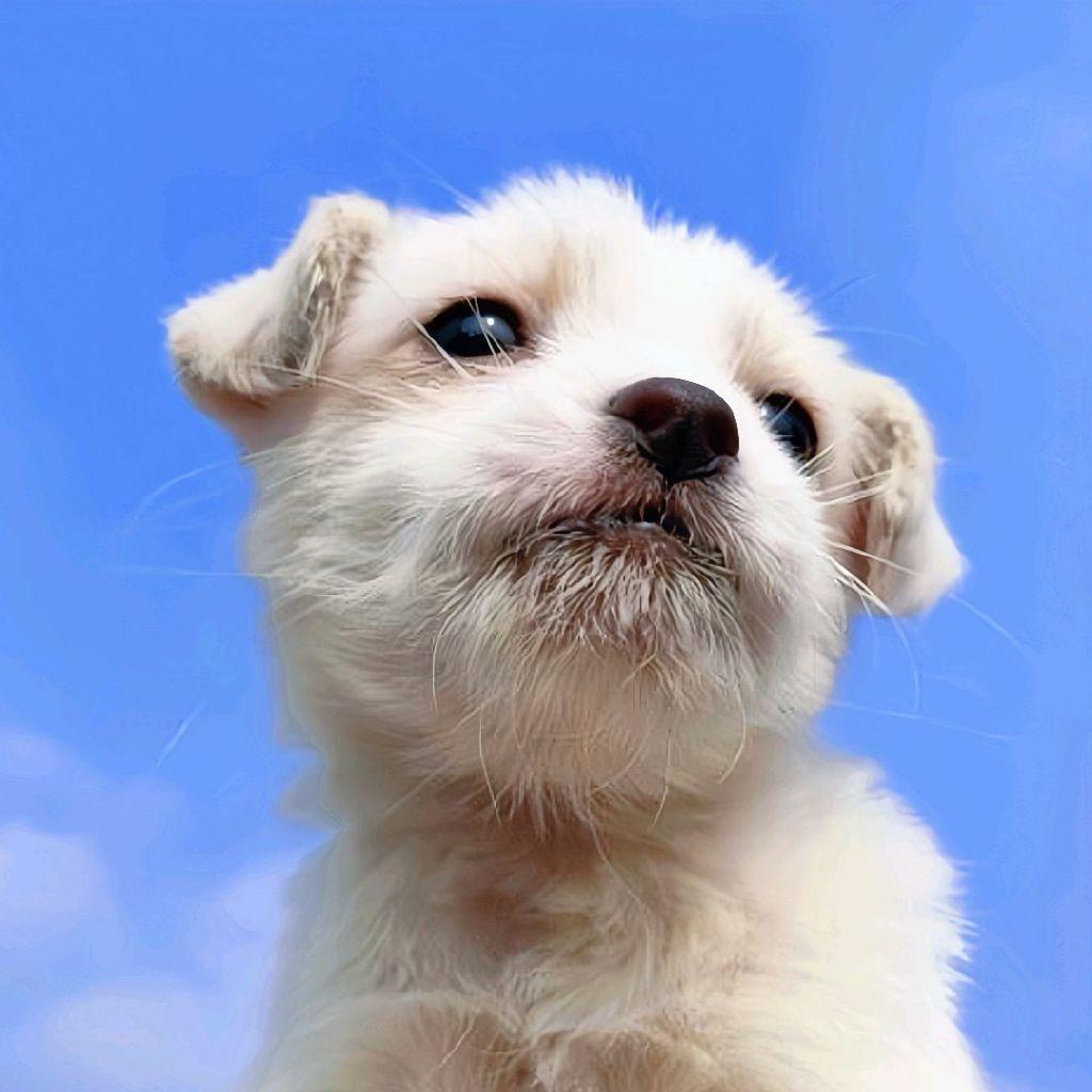 黄毛鬼火就是我