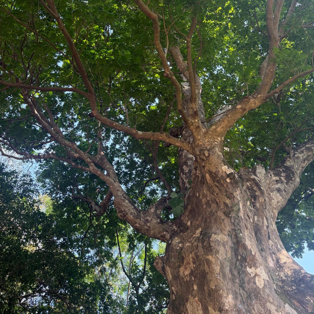 👑是开心呀👑