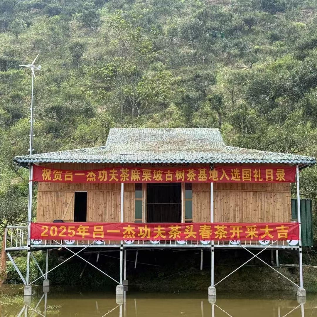 麻栗坡信义茶