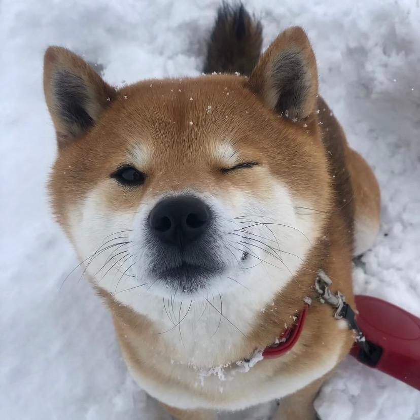 小枫