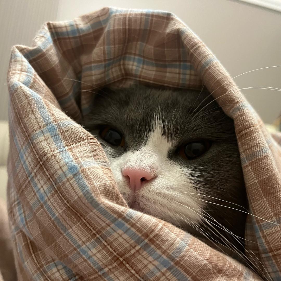 投降输一半