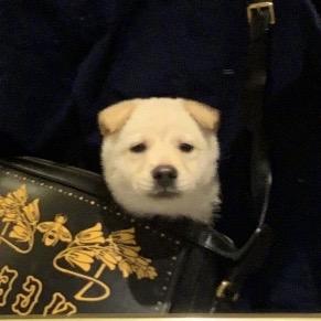 一只党