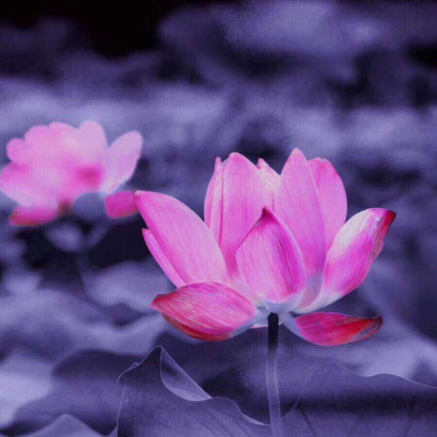 蕊