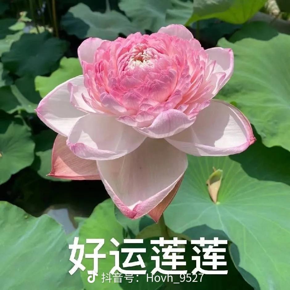 花开富贵耶
