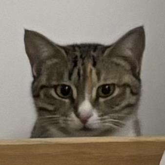 明天不做鸵鸟(抽象版)