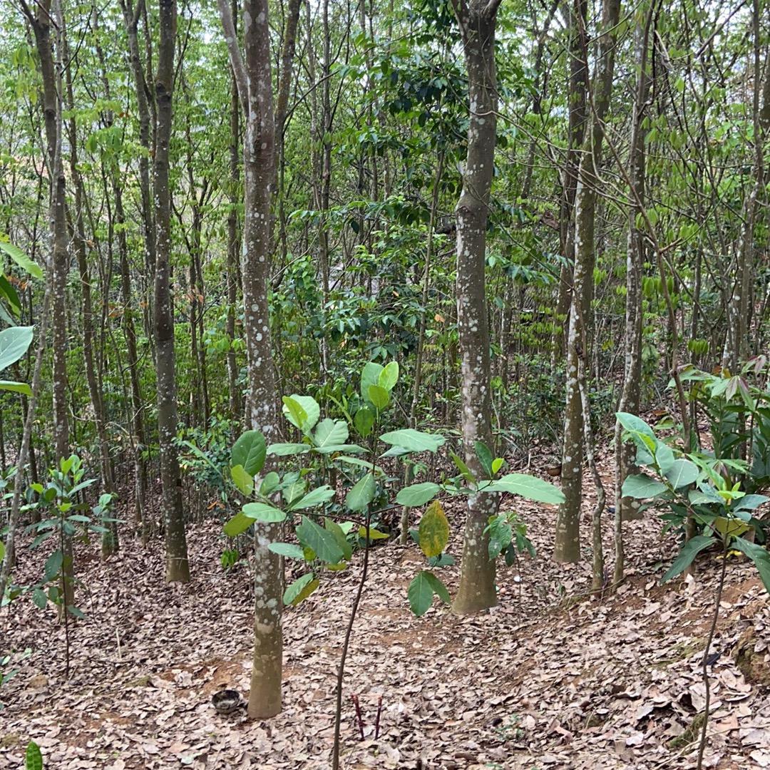 小涵走山村
