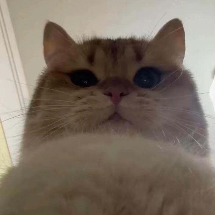 咪咪大王（养成系）