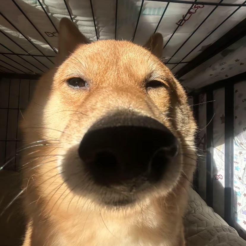 小枣小枣