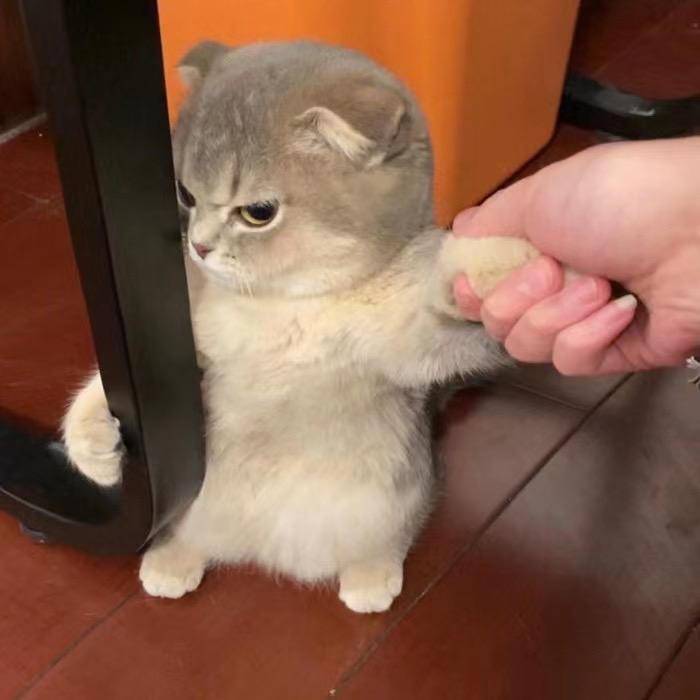 .武当山大花猫