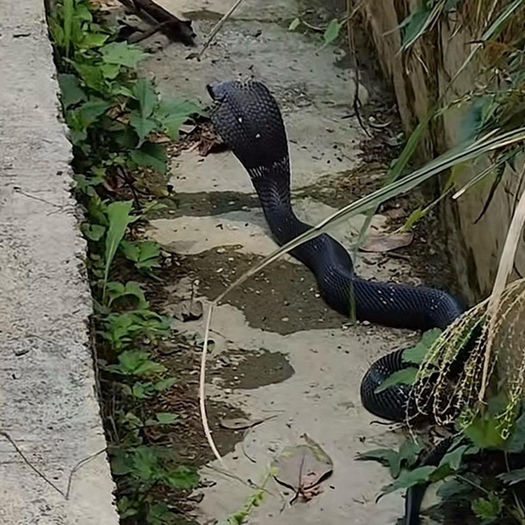 凤凰关闭程序可能规范化个v你把