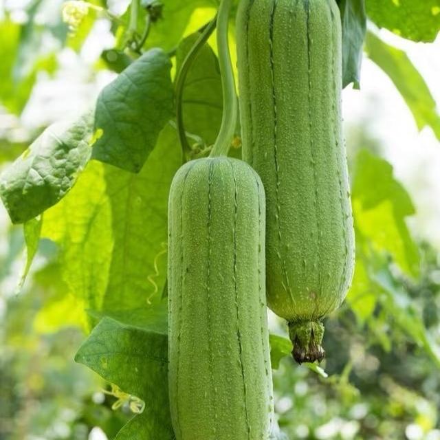 思琴甄选农家菜