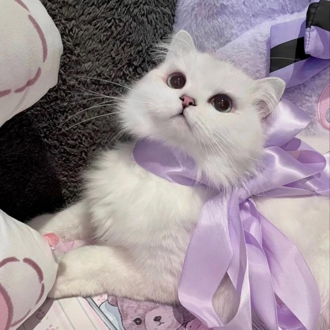 芋泥猫猫
