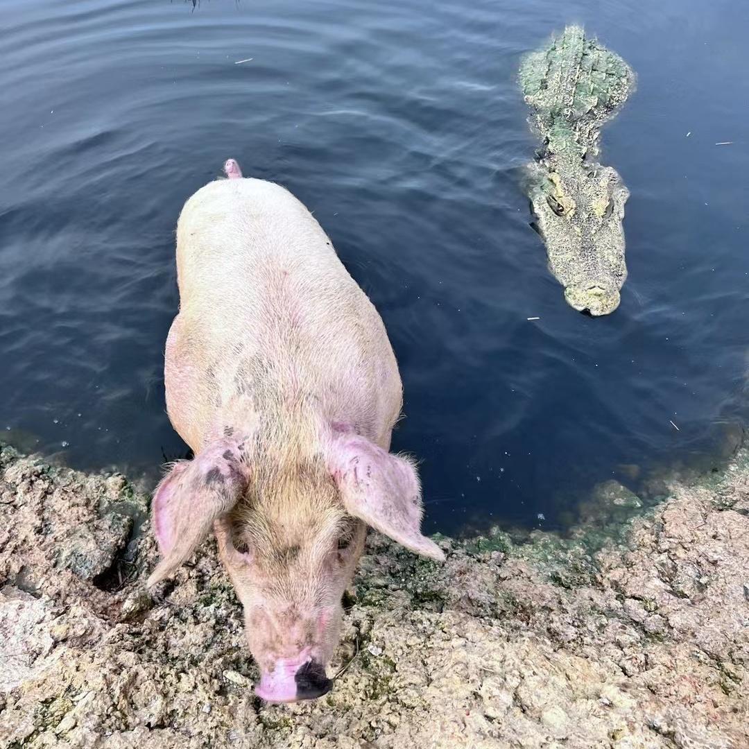 阿权哥鳄鱼养殖