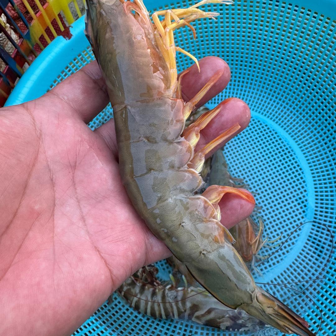 北海斌哥