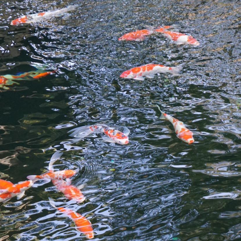 花姐爱电影