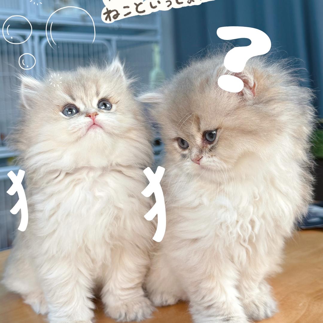 张三的猫【摸一咪宠物】