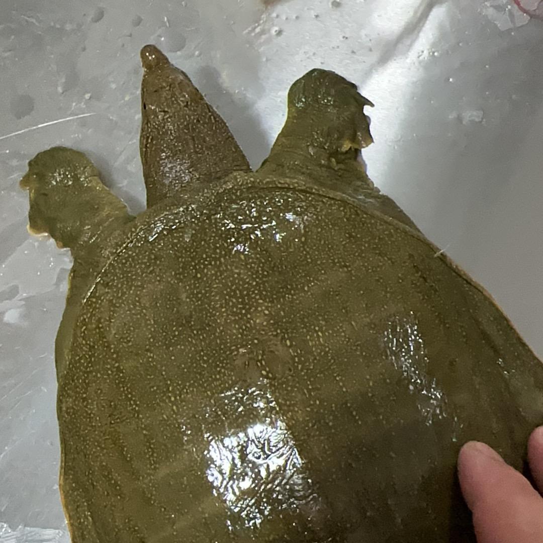 三只甲鱼