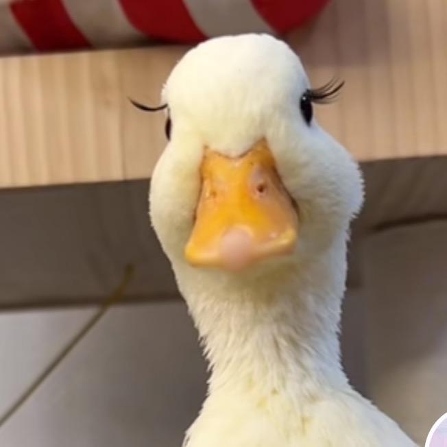 超自然行动组小c