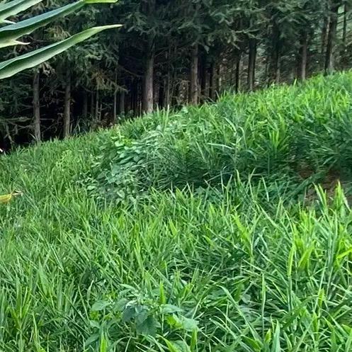 青岛盛邦农科现代农业发展有限公司官方号