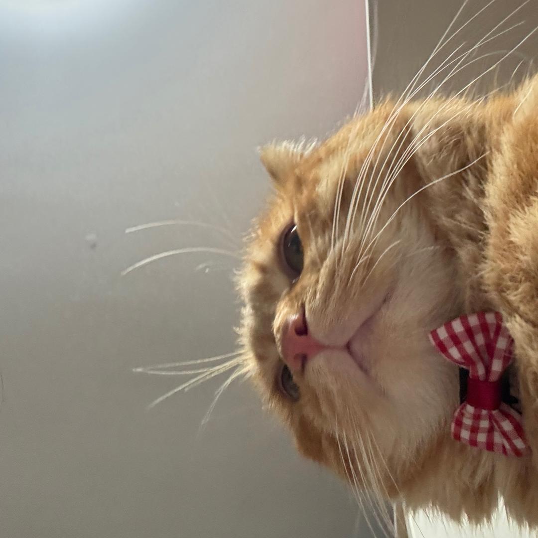 哼唧鬼五百（吃虾呼噜版）