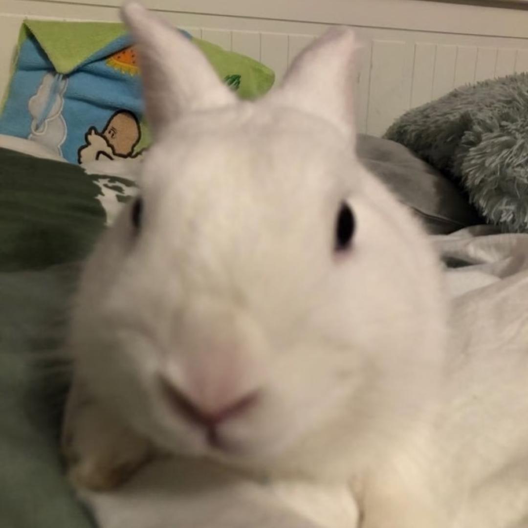 狡猾的老实人（重生版）