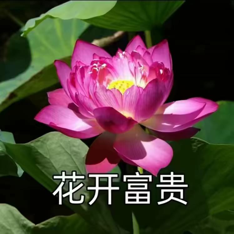张素英