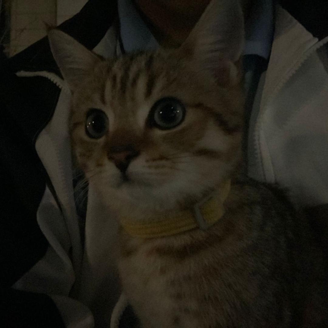 亓鹿小皮