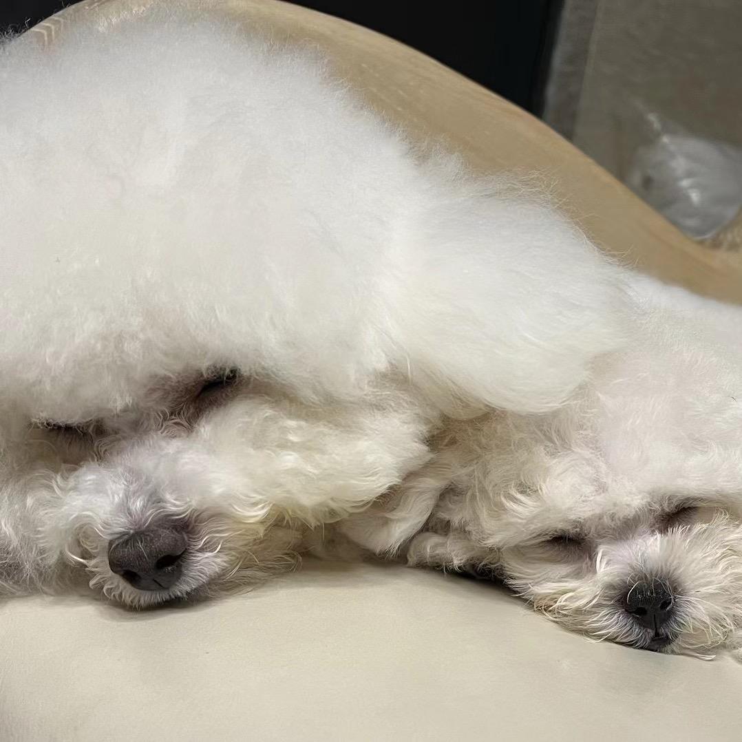 年糕是比熊呀