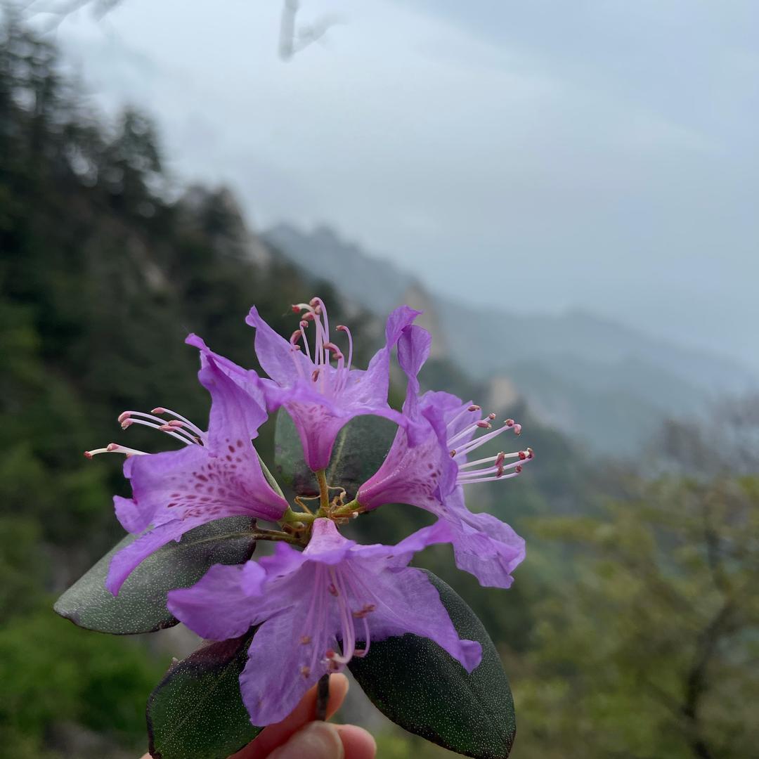 沵湜莪哋惟壹