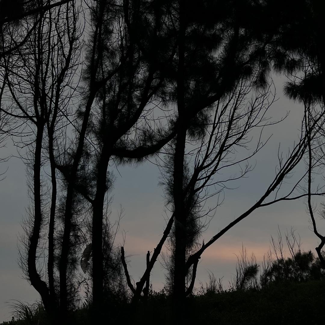 沐向园艺