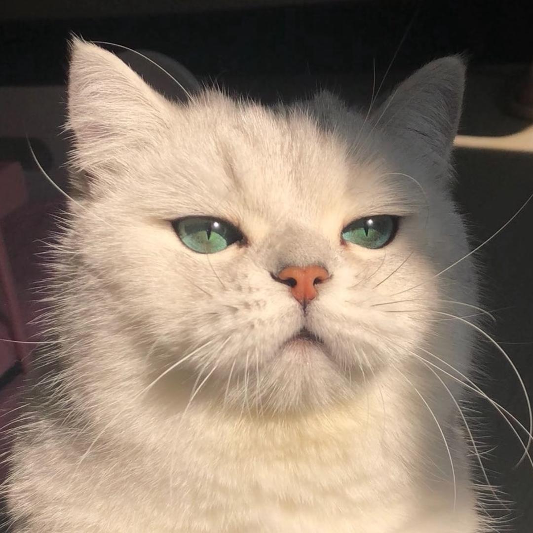 罐罐乐 (cat