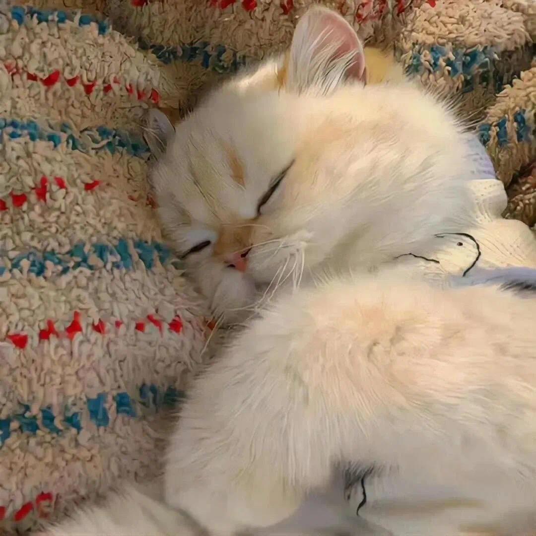 睡饱饱
