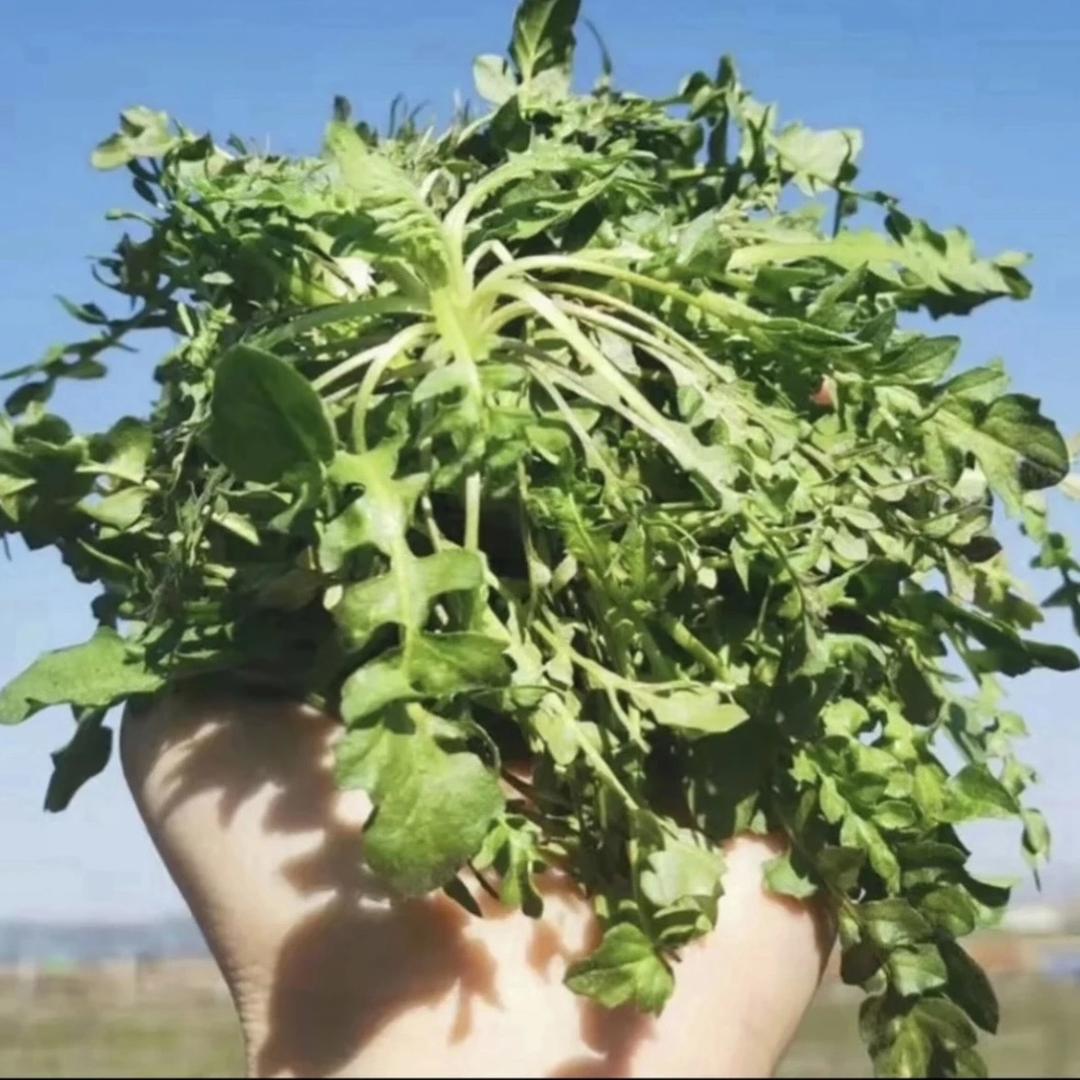 百货园 小李家果蔬园