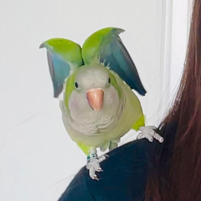 疯狂的鹦鹉